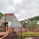 세모난나무 이미지