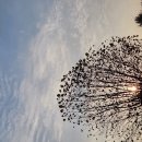 22.11.23.수.출근길에 본 플라타너스 나무와 햇님의 숨바꼭질 장면 이미지