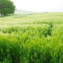 해뜨는아침농장 이미지