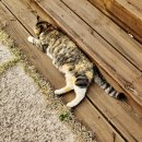 백송고등학교 이미지