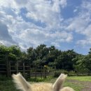 미영목장2 이미지