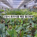 화원 | 일산 희귀식물 파는곳 찾는다면? 일산 월간화원 알보 몬스테라후기