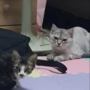 고돌이네 이미지