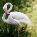 플라밍고 이미지