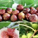 영오농장 이미지