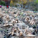 영농조합법인 무지개농장 이미지