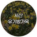 한국청소년 여행사 | 2026년 수선화 꽃축제 서산 유기방가옥 주말 방문 후기 주차 입장료