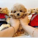 마마스미독 강아지분양 대전점 이미지