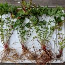 비너스타 이미지