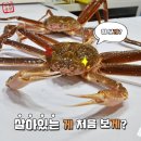 [포항33수산] 김정은도 울고갈 正品 박달홍게 핵폭탄세일!!! 이미지