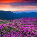 초원의 빛 이미지