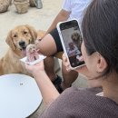 전촌솔밭해수욕장 | 경주 수산시장, 해수욕장 가까운 대형견 가능한 애견동반 풀빌라 플러피