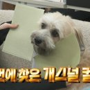 모