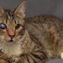 알파동물병원 이미지