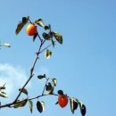 씨엘블루펜션 이미지