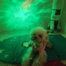 일산애견호텔 강아지 유치원 미용 맘바이 일산점 이미지