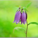 초롱꽃공원 이미지