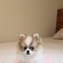 멍데렐라 이미지