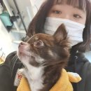 날으는 동물병원 | &#34;날으는동물병원&#34; 후기 및 뇌수두증 의심 (공덕역동물병원/치와와뇌수두증/강아지발작/강아지경련)