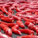 흥농농약종묘사 | 전원생활 | 2026년 복합내병성 고추 신품종 종류와 장단점, 상습 침수지와 가뭄 심한 곳 재배, 토질에...