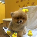 테스코정비 네이버블로그