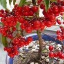 우리분재 이미지