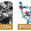 팜가이아 이미지