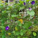 상영죽 경로당 이미지