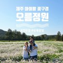 한길목장 | 제주 오름정원 4월 봄여행 아이랑 꽃구경 숨은명소 갯무꽃 유채꽃밭
