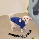 애견미용실 이미지