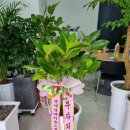 고향꽃화원 이미지