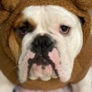 아메리칸 불리 하우스 이미지