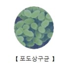 종기를 일으키는 스타필로코커스 아우레우스, 스트렙토코쿠스 에피더미디스 이미지