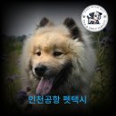 대구 펫 택시 이미지