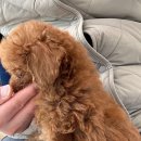 부천애견호텔 멍미텔 이미지