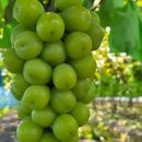 엘지농원 이미지