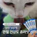 굿참치 | 먼치킨 숏레그 관절 고양이영양제 굿포펫 츄라잇 데일리핏 참치 후기