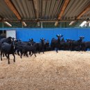 가평흑염소농장 이미지