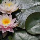 수련꽃차