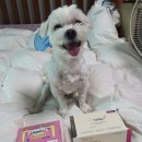 야탑서울동물병원 이미지