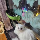 포포 데이케어 이미지