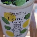 모히토 애플민트 키우기 여름에도 쑥쑥 이미지