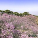 거산주
