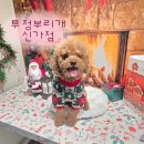 이쁘당개 애견샵 | [반려동물] 광주 24시 애견용품샵 추천｜신가동 투정부리개 솔직 방문기