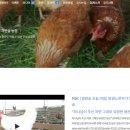 방송양계장 | 동네한바퀴 부자의 명품 달걀 연천 유정란 정보
