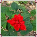 시루비아 이미지