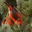 Red Crossbill 이미지