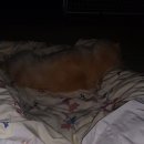 DaDogDaDog 애견카페 이미지