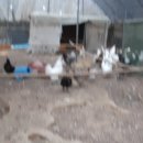 산장농원 이미지