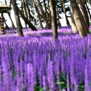 곰솔주단 이미지